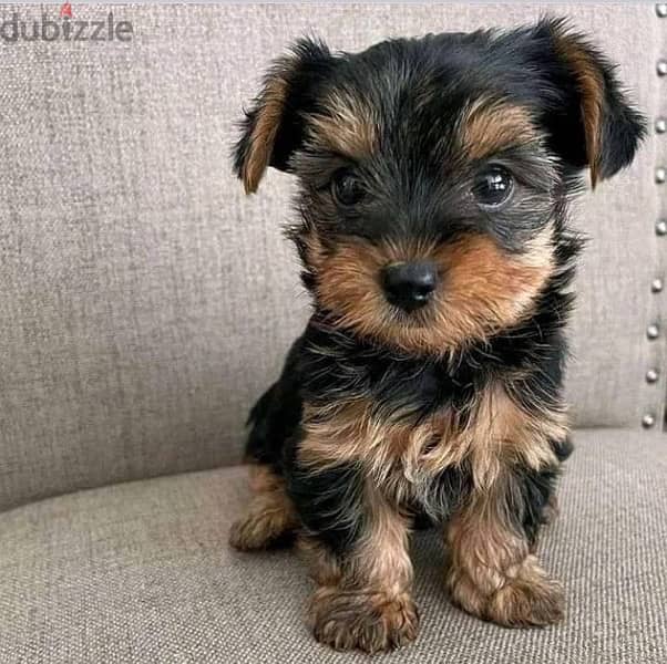 Yorkshire puppy pure breed imported/ Delivery/ Dog / كلب 0