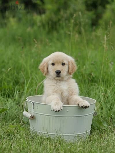 Sweetest Golden Retriever puppy availabe /Dog /Delivery /كلب