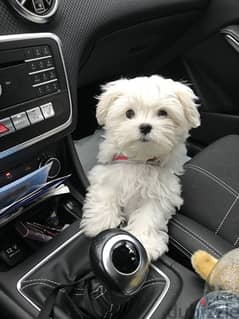 Cutest Bichon puppy available in our shop/ Dog / كلب / كلاب 0