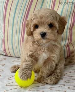 Small size Maltipoo puppy / Dog / كلب / كلاب