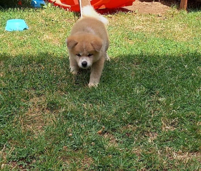 Japanese Akita 2