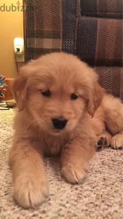 Cutest Golden Retriever puppy available!!! Dog كلب Delivery 0