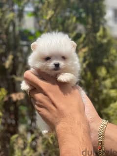 Pomeranian Teacup puppy / dog / كلب 0