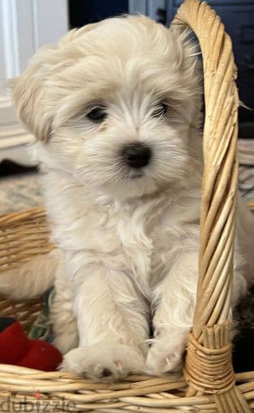 Bichon Maltese Puppy / dog كلاب 0