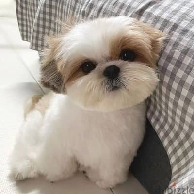 Shih