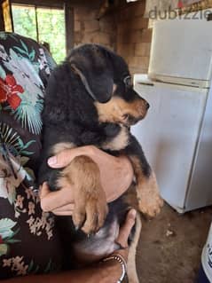 vaccinaged Rottweiler puppies, American 0