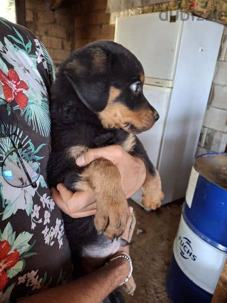 vaccinaged Rottweiler puppies, American 1