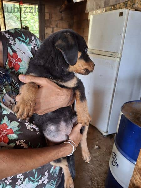 vaccinaged Rottweiler puppies, American 2