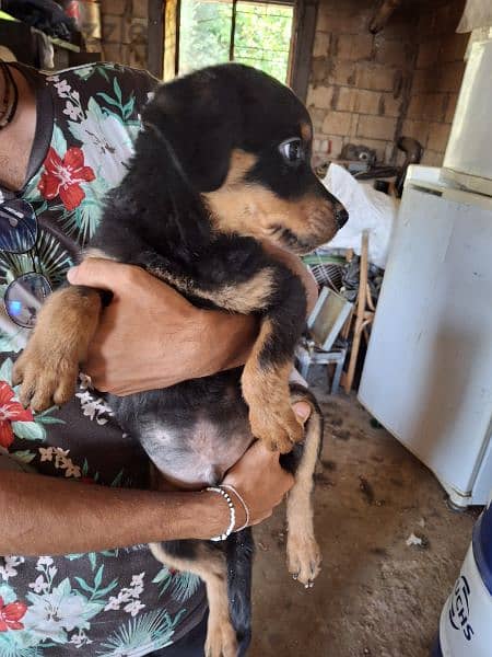 vaccinaged Rottweiler puppies, American 3