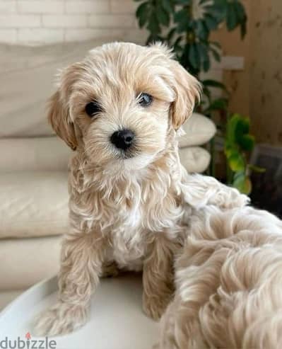 Maltipoo