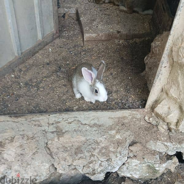 new rabbits for sale 7