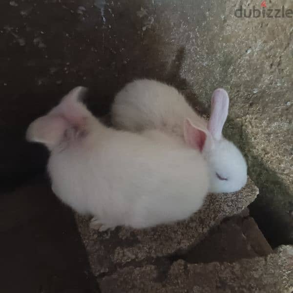 new rabbits for sale 8