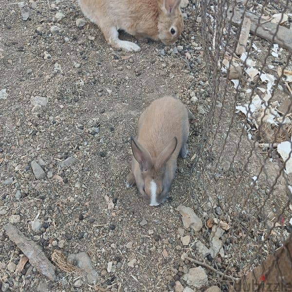 new rabbits for sale 9