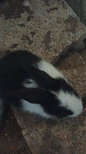 new rabbits for sale 10