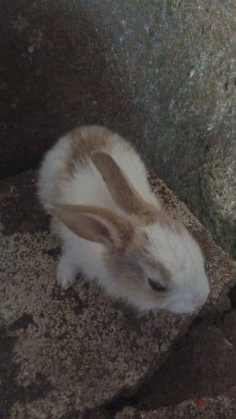 new rabbits for sale 11