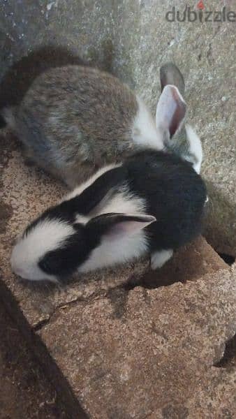 new rabbits for sale 12