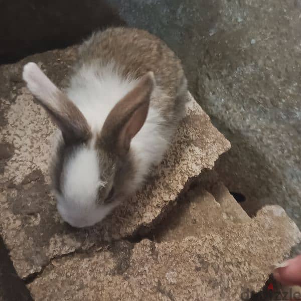 new rabbits for sale 14