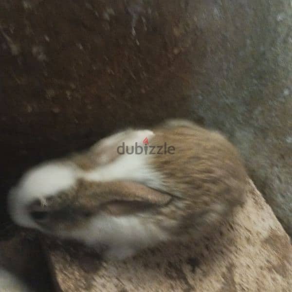 new rabbits for sale 15