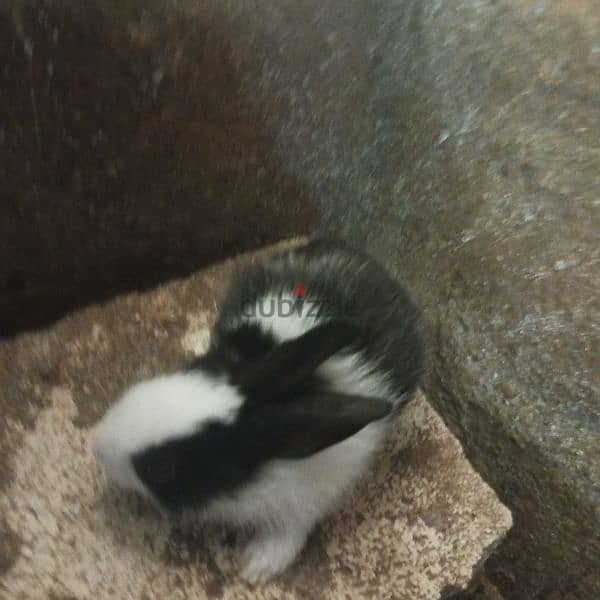 new rabbits for sale 16