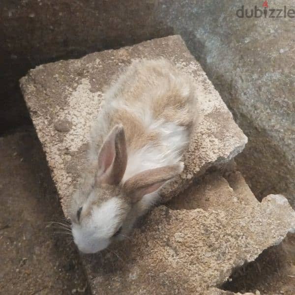 new rabbits for sale 18