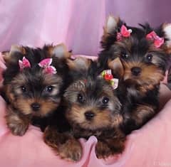 Mini Yorkshire puppies dog كلب DELIVERY 0