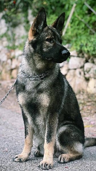 German Shepherd Sable 1