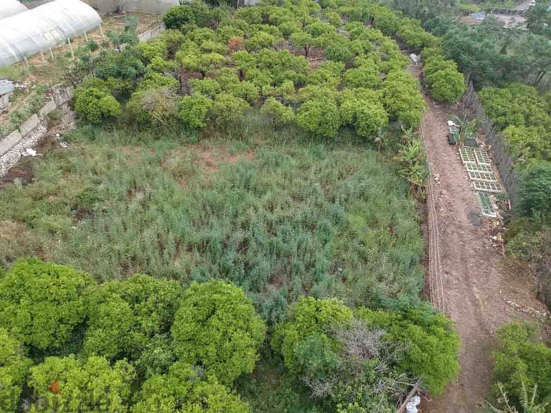 Land For Sale In Batroun | 1246 SQM Residential | أرض للبيع |PLS 26069 9