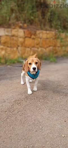 Beagle Dog كلب بيغل 0