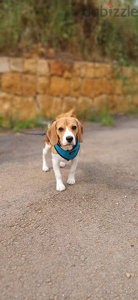 Beagle Dog كلب بيغل 0