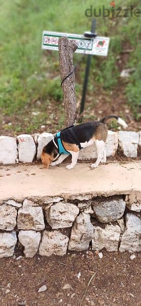 Beagle Dog كلب بيغل 1