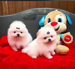 Fluffiest White Pomeranian Puppy imported dog DELIVERY كلاب 0