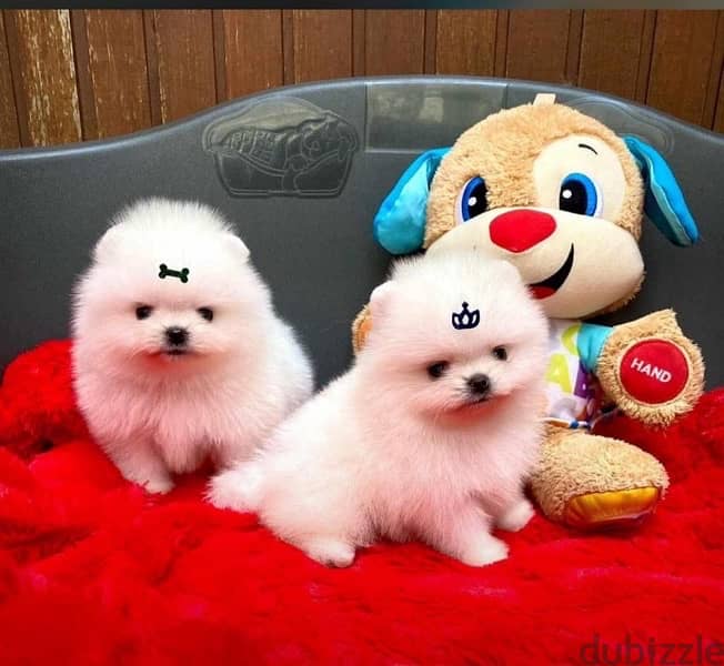 Fluffiest White Pomeranian Puppy imported dog DELIVERY كلاب 0