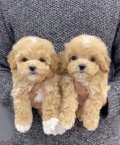 Imported maltipoo puppy STAYS SMALL pure breed Delivery Dog كلاب