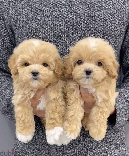 Imported maltipoo puppy STAYS SMALL pure breed Delivery Dog كلاب 0