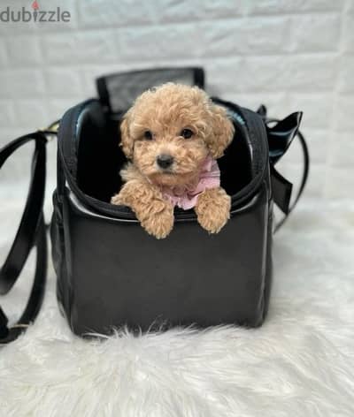 REAL Toy Poodle puppy STAYS SMALL pure breed Delivery/ Dog / كلاب/ جرو