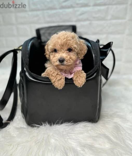 Toy Poodle puppy كلب 0