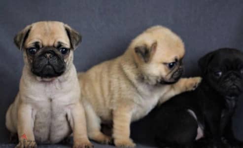 Imported Pug puppy STAYS SMALL Delivery available Dog كلاب