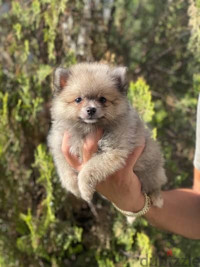 Pomeranian Spitz