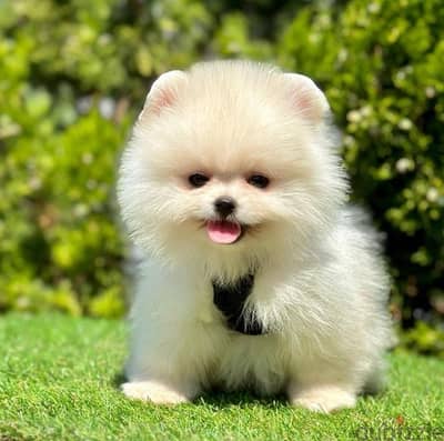 Imported white Pomeranian teacup STAYS SMALL pure/ Dog/ Delivery/ كلب