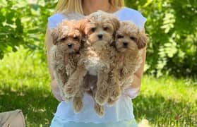 Maltipoo