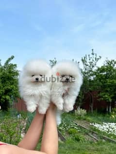 white Pomeranian  كلب