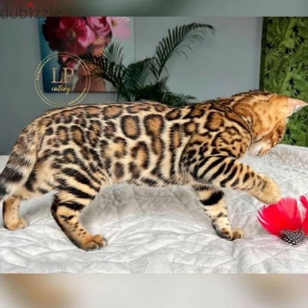 bengal cat بنغال 0