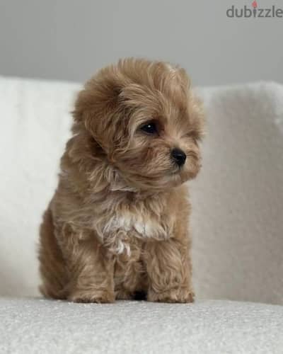 Maltipoo Puppies / Dog  كلاب