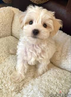 Bichon Small Size Puppies/ dog كلاب 0