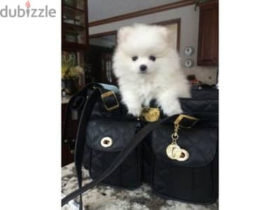 Pomeranian White Puppies/ dog كلاب