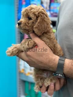 Toy Poodle puppy imported pure breed stays small كلاب