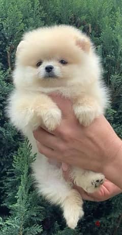 Teacup Pomeranian DELIVERY dog كلاب