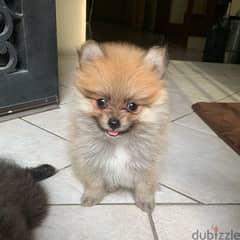 Pomeranian