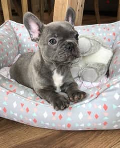 Imported French Bulldog Blue Puppy Delivery too