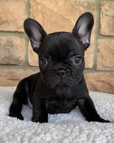 french bulldog frenchie black and Delivery